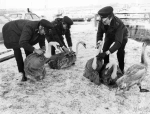 These five Berwick swans are being released back on to the River Tweed after the RSPCA These five Berwick swans are being released back on to the River Tweed after the RSPCA
