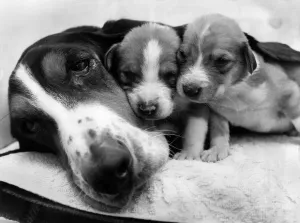 Bessie the lost Battersea Bassett, with baby Bill and Bette Bessie the lost Battersea Bassett, with baby Bill and Bette