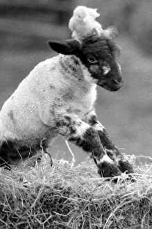 Best friends chick and lamb enjoy the spring sunshine in the run up to Easter. 29/3/1988 Best friends chick and lamb enjoy the spring sunshine in the run up to Easter. 29/3/1988