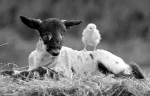 Best friends chick and lamb enjoy the spring sunshine in the run up to Easter. 29/3/1988 Best friends chick and lamb enjoy the spring sunshine in the run up to Easter. 29/3/1988
