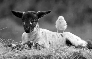 Best friends chick and lamb enjoy the spring sunshine in the run up to Easter. March 1988 Best friends chick and lamb enjoy the spring sunshine in the run up to Easter. March 1988