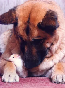 Best of friends Gizmo the hamster with Sheba the German Shepherd Best of friends Gizmo the hamster with Sheba the German Shepherd
