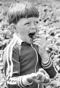 The best way to carry strawberries home, says seven year old picker David Kirkland The best way to carry strawberries home, says seven year old picker David Kirkland