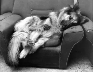 Betty the guard dog off duty and putting her feet up for a well earnt break Betty the guard dog off duty and putting her feet up for a well earnt break