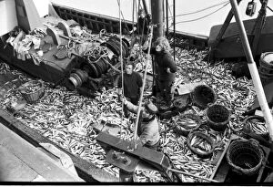 Not Personality Gallery: Biggest catch of pilchards ever landed at Brixham in February 1972