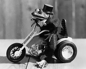 Biker frog Gladys takes to two wheels. July 1983
