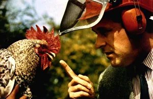 Birds Chickens Cockerel Corky the noisy cockerell who landed his owners in court for Birds Chickens Cockerel Corky the noisy cockerell who landed his owners in court for