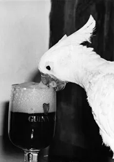 Images Dated 5th January 1981: Birds - Cockatoos: Big Head... Cocky can see the beer in there somewhere