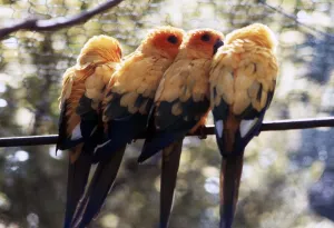 Birds - Love Bird - August 1979 01/08/1979 Birds - Love Bird - August 1979 01/08/1979