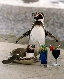 Images Dated 19th May 1993: Birds Penguins with cocktail drinks at the Drusillas Park Zoo, Sussex
