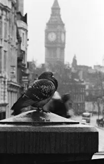 00137 Gallery: Birds Pigeon in Trafalgar Square, London 1978