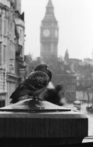 00137 Gallery: Birds Pigeon in Trafalgar Square, London 1978