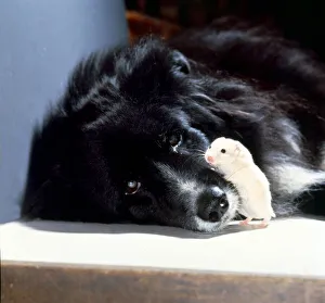 A black Collie dog with his friend the hamster January 1979 A black Collie dog with his friend the hamster January 1979