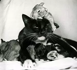 Images Dated 23rd June 1971: Black and white cat Beckie, foster mother to newly born rabbits at their owners home