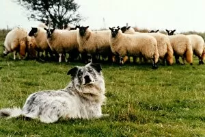 Images Dated 21st November 1995: Blind sheepdog Chaz sitting down as he prepares to round up the sheep November 1995