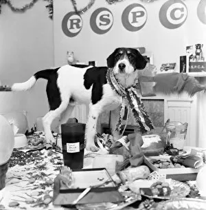 Images Dated 9th December 1970: Blog, the mongrel, complete with Christmas-hat, is last to arrive at the party held at an