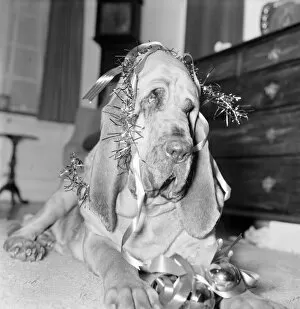 Images Dated 18th December 1972: Bloodhound Dog. December 1972 72-11445-001