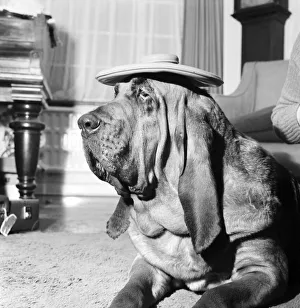 Bloodhound Dog. December 1972 72-11445-002 Bloodhound Dog. December 1972 72-11445-002