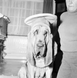 Bloodhound Dog. December 1972 72-11445-003 Bloodhound Dog. December 1972 72-11445-003