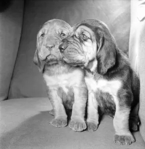 Bloodhound puppies. December 1972 72-11445 Bloodhound puppies. December 1972 72-11445