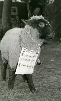 Images Dated 23rd December 1988: Bobby the sheep led rescued animals at Bromsgroves Broad Green Animal Sanctuary in