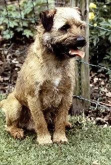 Images Dated 1st June 1987: A Border Terrier Dog sitting down June 1987