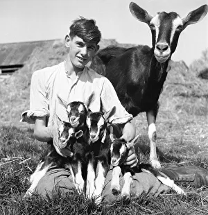 Boy with a goat and kids at Birling Goat Farm. 18th April 1945 Boy with a goat and kids at Birling Goat Farm. 18th April 1945