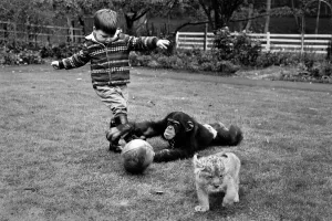 Boy playing rugby with his pet chimp Charles at the Longleat Lion Reserve All is Boy playing rugby with his pet chimp Charles at the Longleat Lion Reserve All is