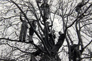 Boys up in the trees at Hallorton 22nd April 1946 Boys up in the trees at Hallorton 22nd April 1946