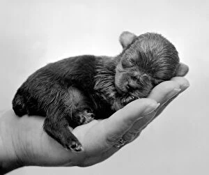 Images Dated 28th August 1975: Brandy the Two month old Yorkshire Terrier weighs in at only 1. 5 lbs