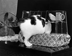 Bridget the cat squeezes in to the bird cage for a quiet nap Bridget the cat squeezes in to the bird cage for a quiet nap