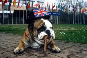 British Bulldog impersonating Wiston Churchill - April 1995 A©Mirrorpix British Bulldog impersonating Wiston Churchill - April 1995 A©Mirrorpix