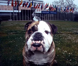 A British Bulldog showing his sharp teeth April 1995 A British Bulldog showing his sharp teeth April 1995