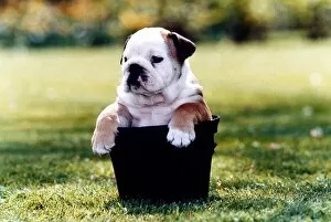 Images Dated 1st May 1994: British Bulldog sitting in a Plant pot - May 1994