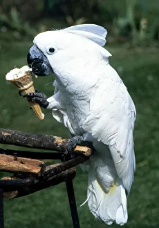 Images Dated 1st June 1985: Brolly the cockatoo eating an ice cream June 1985