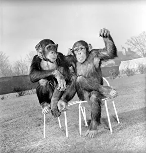 00078 Gallery: The Brooke Bond tea chimps Vicky (that is the big one) and Rosie play together