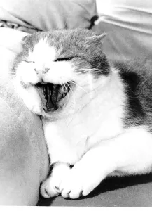 Bruno cat Cat hissing with mouth wide open circa 1980 Bruno cat Cat hissing with mouth wide open circa 1980