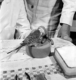 00068 Gallery: Budgerigar gets beauty treatment at a Slough pet store. March 1958 A684-007