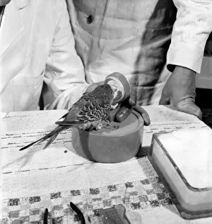 00068 Gallery: Budgerigar gets beauty treatment at a Slough pet store. March 1958 A684-007