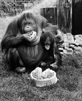 Images Dated 13th March 1982: Bula the organ-utan had a scrumptious time when she celebrated a milestone in her life at