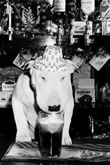 Images Dated 23rd December 1987: A bull terrier seen here enjoying a couple of pints of stout at his local pub
