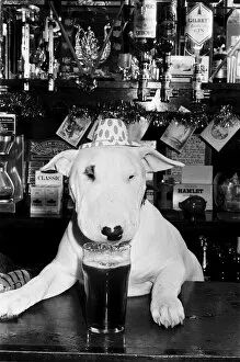 Images Dated 23rd December 1987: A bull terrier seen here enjoying a couple of pints of stout at his local pub