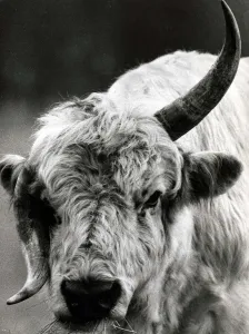 A Bull with a twisted horn (Crumple-Horn) May 1968 A Bull with a twisted horn (Crumple-Horn) May 1968