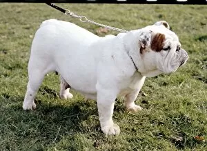 A Bulldog in profile being taken for a walk June 1987