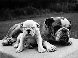 00055 Gallery: Bulldog and Pup. February 1946 P000576