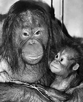 Images Dated 15th May 1972: Bunty the orang utan and her 8 months old offspring Sayang
