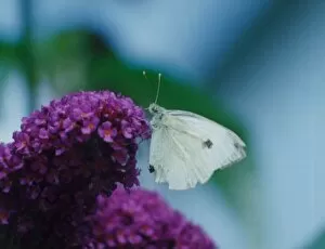 Images Dated 4th August 1992: Cabbage White butterfly on a buddlea bush. 4th August 1992