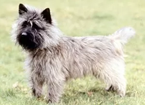 A Cairn Terrier dog, full length June 1987