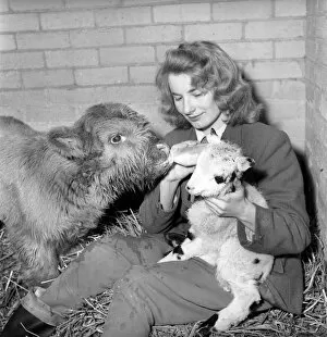 00067 Gallery: Calf and lamb with keeper at Whipsnade Zoo. 1965 C43-004