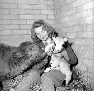 00067 Gallery: Calf and lamb with keeper at Whipsnade Zoo. 1965 C43-009